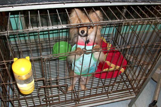 die Hunde da sahen echt lustig  aus!!