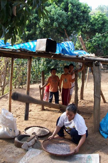 so dreschen die heute noch Reis