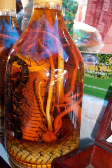 lecker eine eingelegte Schlange