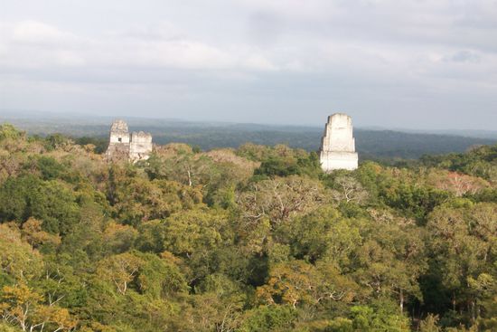 Aussicht von Tempel  5 mit Kilometerweitem Blick ueber den Dschungel