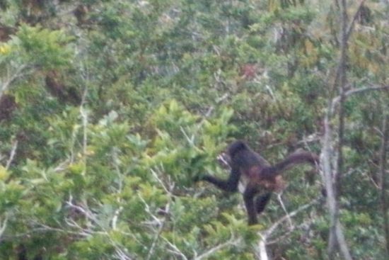 Viele Affen sind da unterwegs in Tikal
