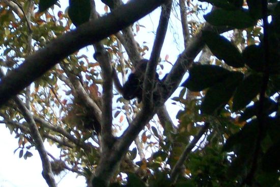 da sitzt auch en Aeffchen