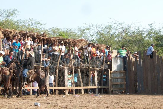 alle warten das der STier heraus kommt