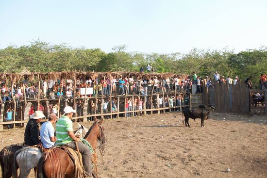 Manchmal wusste der Stier nicht was machen und wurde ganz boese