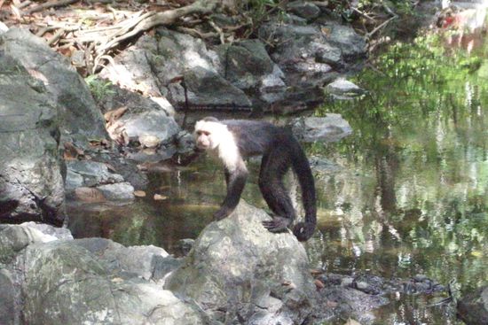 Auf dem Weg vom Wasserfall zurueck haben wir ganz viele Affen gesehen 