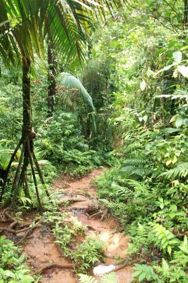 So sah der Weg die meiste Zeit aus.