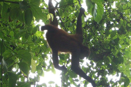 Affen ueberall in den Baumen.