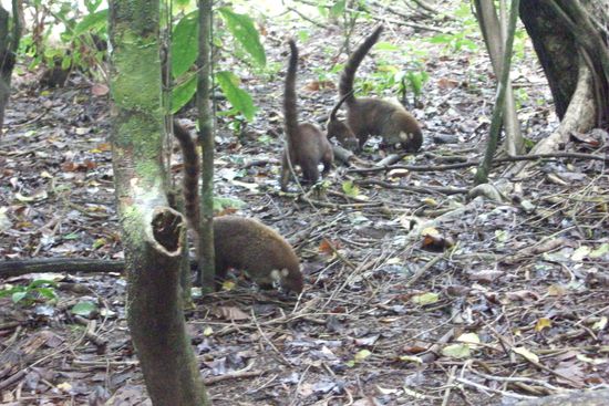 Und dann haben wir auch noch eine Nasenbaer Familie beim Fressen beobachten koennen.