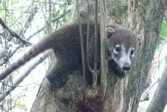 In der Familie gab es ungefaehr 6 Babys richtig suess 
