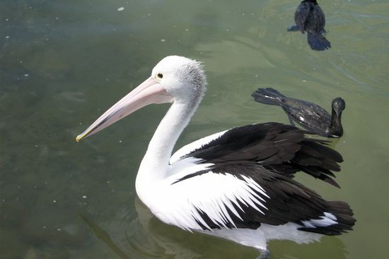 den hab ich gut erwischt