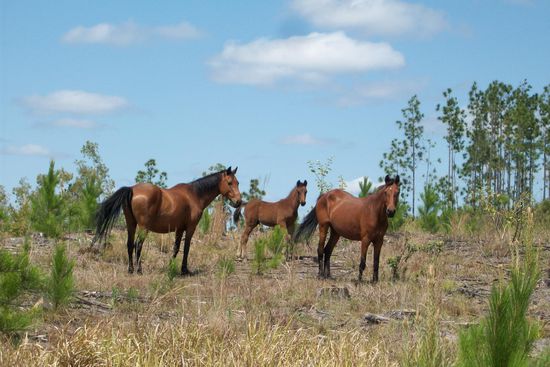 Die Pferde hab ich heute gesehen gleich nach dem Schild. Ich weiss nicht warum aber irgendwie find ich Pferde neuerdings voll toll 
