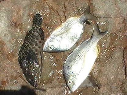 die Fische (den dunklen haben wir her gegeben)