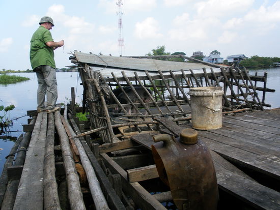 schwimmende Schweine