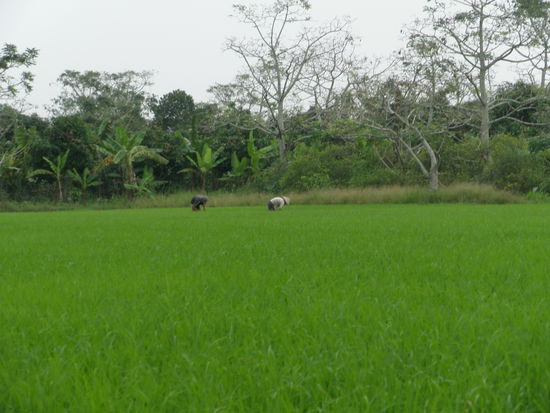 Reisbauern bei der Arbeit. sie setzen die Planzen zusammen, da wo sie zu weit auseinander wachsen.