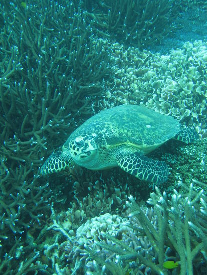 Unsere erste Schildkröte und die hat sich auch noch so schön ablichten lassen