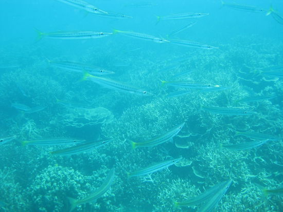 ganz viele Baracudas