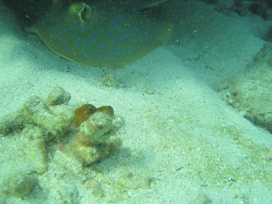 versteckt, aber doch entdeckt....der Blaupunktrochen