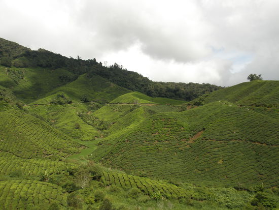 Teefelder, wenn einen so ein Feld gehört ist die Aussicht doppelt schön mann sieht den Tee und Gleichzeitig sein Geld