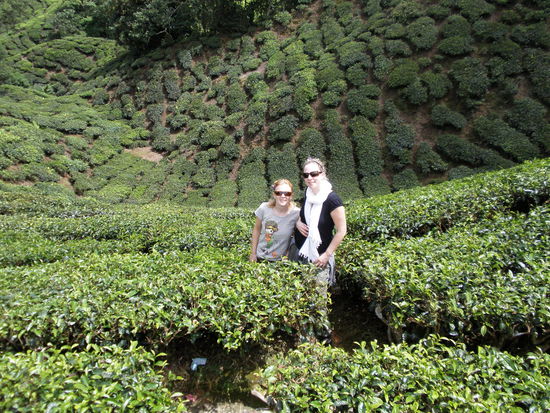 Nadine und Antje im Teefeld