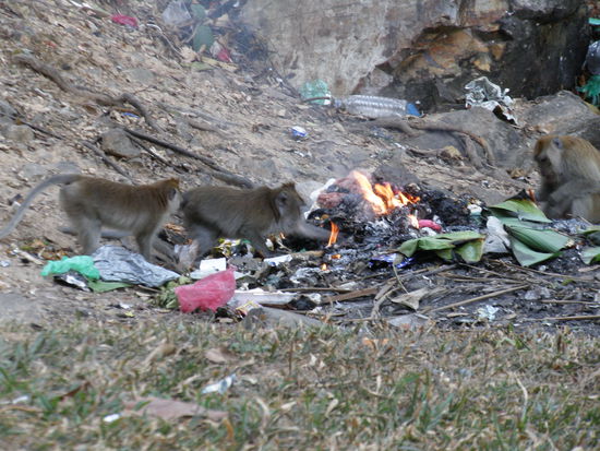 Die Affen die keine Angst vor Feuer haben