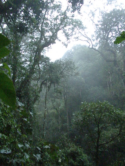 Regenwald auf dem Weg nach unten...