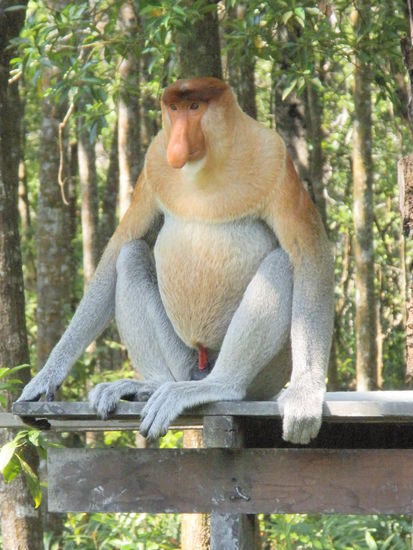 Männchen mit großer Nase und 24 Stunden standfestigkeit....