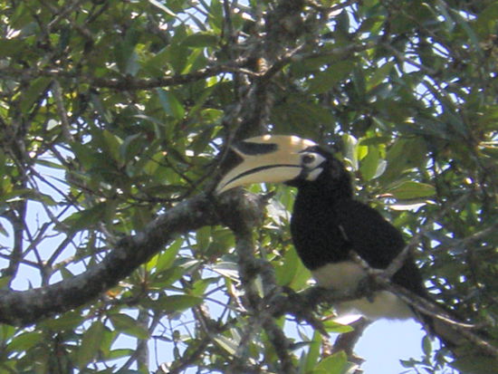 Ein Hornbill