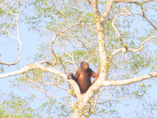 Der erste wilde Orang Utan