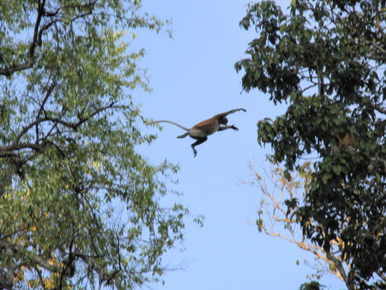 Fliegender Nasenaffe