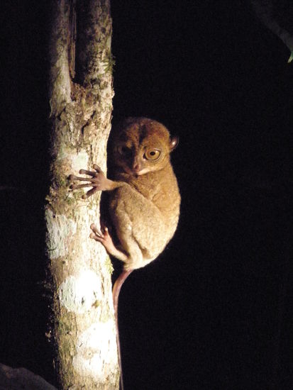 Der kleine Affe dessen Namen ich nicht mehr weiss