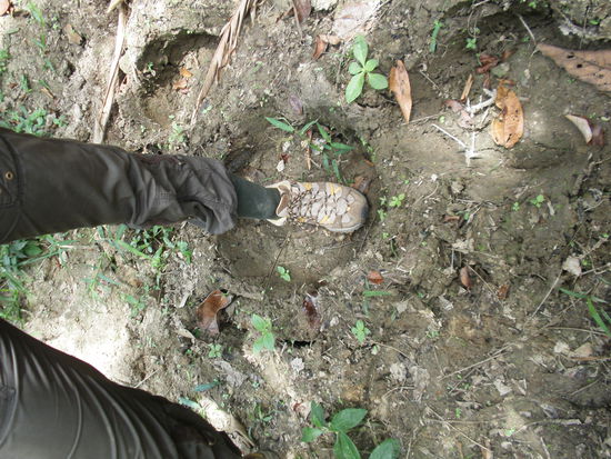 Elefanten haben wir zwar nicht gesehen aber dafür gehört und die Fußabdrücke gesehen.