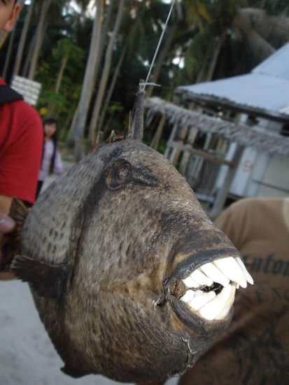 Triggerfisch, vor dem muss man sich in Acht nehmen beim tauchen