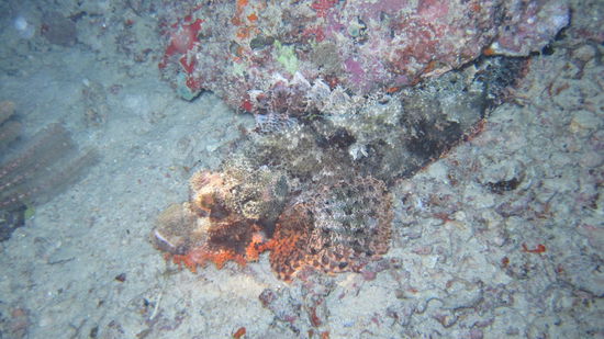 Na seht ihr den Fisch?