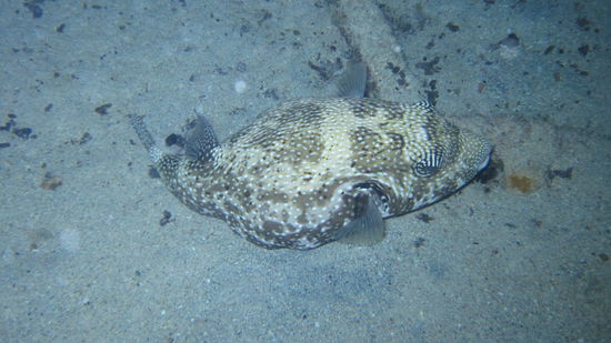 Das ist Kuglie nur in gross