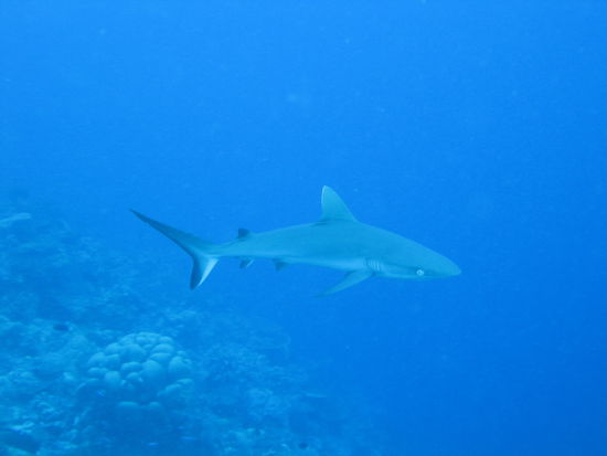 Einer von mehreren Haien die wir gesehen haben