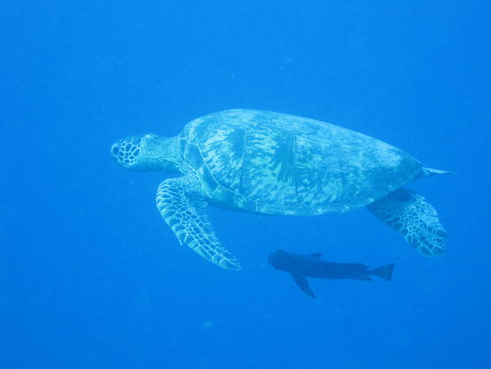Eine von vielen Schildkröten die wir gesehen haben