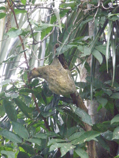 Direkt an unserem Zimmer saß dieser kleine Flughund, süß oder?