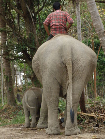 Am Straßenrand beim fressen, zum glück hat Nadine noch nicht so einen großen a.....