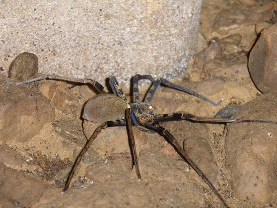 Eine kliene Spinne in der Höhle