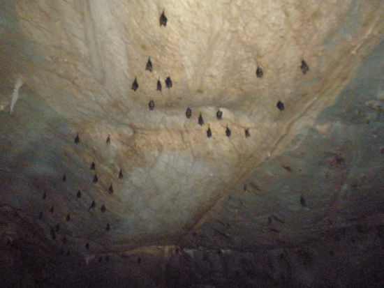nur ein paar Fledermäuse in der Höhle