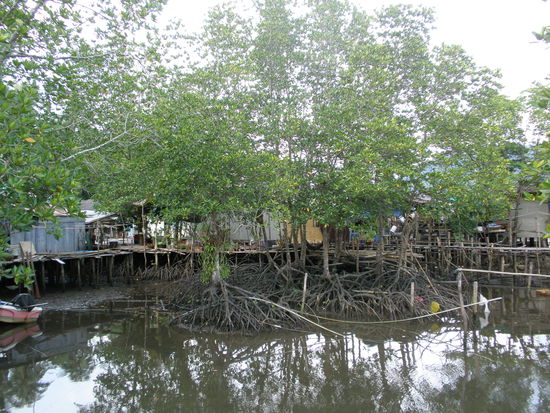 Mangroven gibt es hier relativ viel