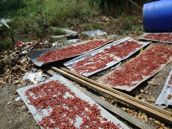 So wird der Chilli getrocknet, man achte auf dem Müll im Hintergrung, Ina wieviel Insektenköpfe dürfen nochmal in Gewürzen sein....