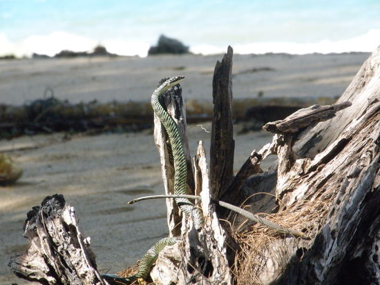 das ist die schlange am strand