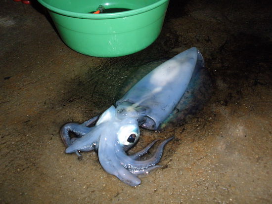 andres erst handgeangelter tintenfisch