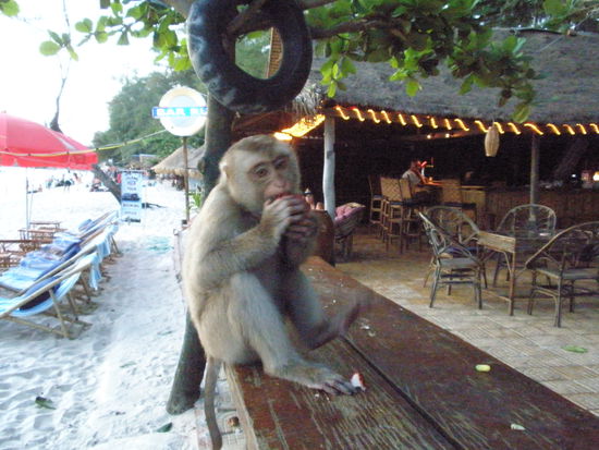 nadine habe ich ohne probleme gegen einen affen eintauschen können ich mußte nur versprechrn in einmal am tag zu füttern