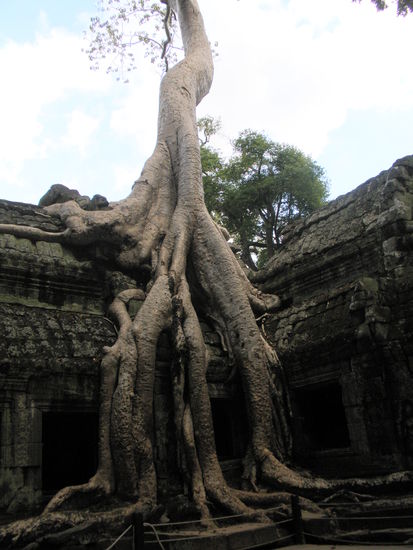 Ta Phrom Tempel bekannt aus Tomp Raider