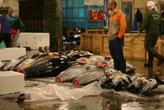 Tunfisch in allen Größen