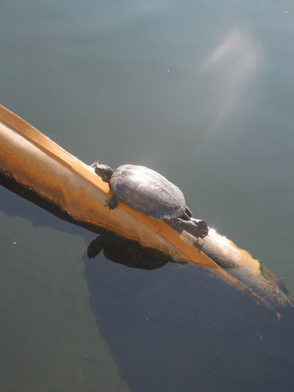 Die geniesst ebenfalls das schöne Wetter...