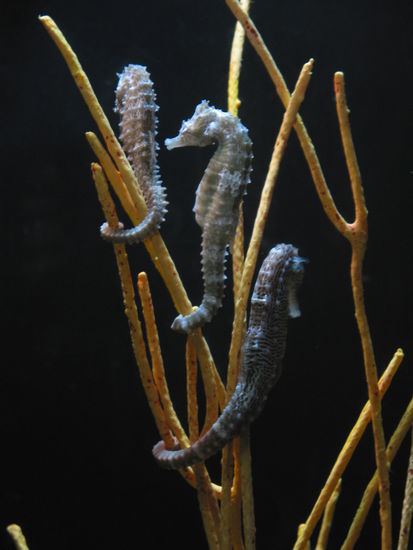 Die mag ich, weil die soviel Ruhe ausstrahlen und ausserdem sind die Männchen keine elenden Machos, sondern gehen schwanger mit der Nachzucht