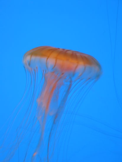 Ihre starke Vermehrung, ein Indiz dafür, daß unsere Weltmeere aus dem Gleichgewicht geraten